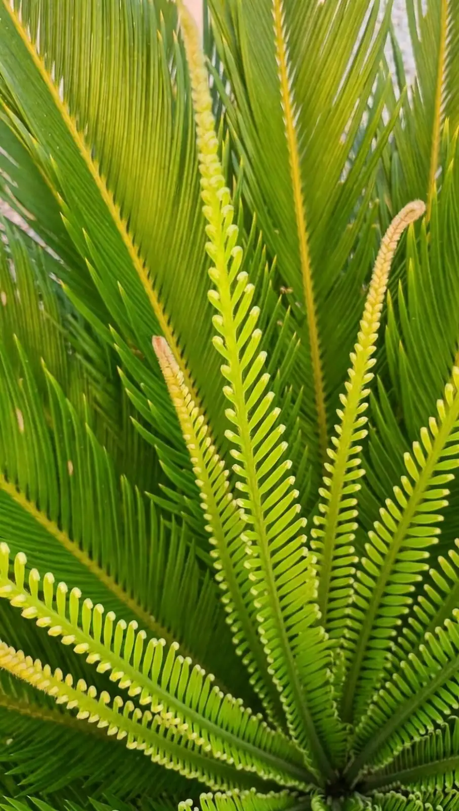 sago palm new fronds flush close-up