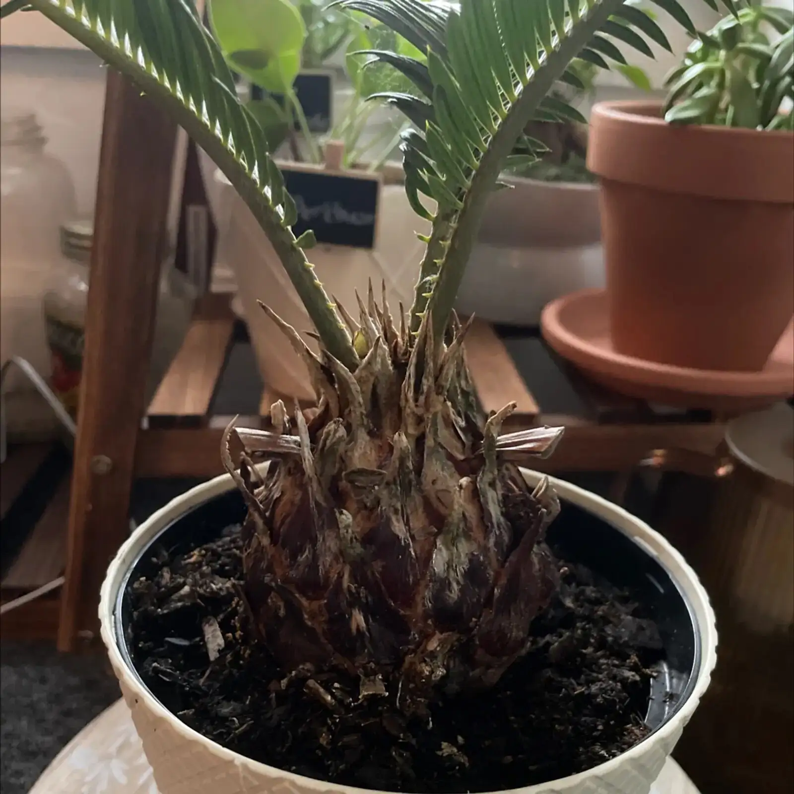 sago palm watering avoiding crown