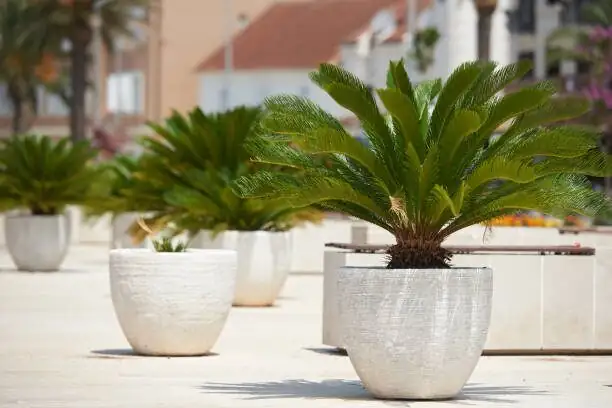 sago palm repotting gritty soil