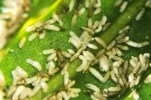 sago palm scale insects close-up