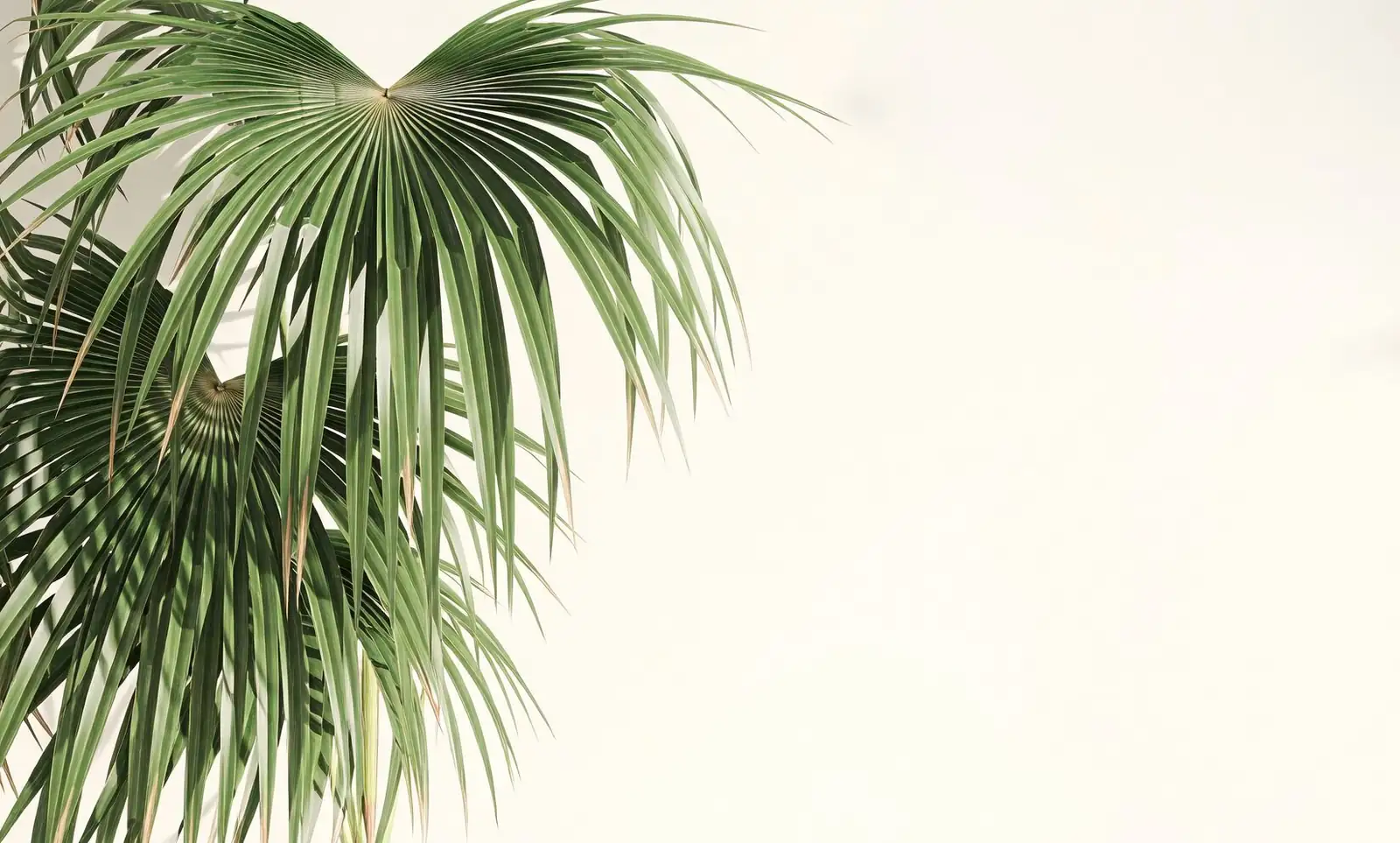 sago palm bright window oscillating fan