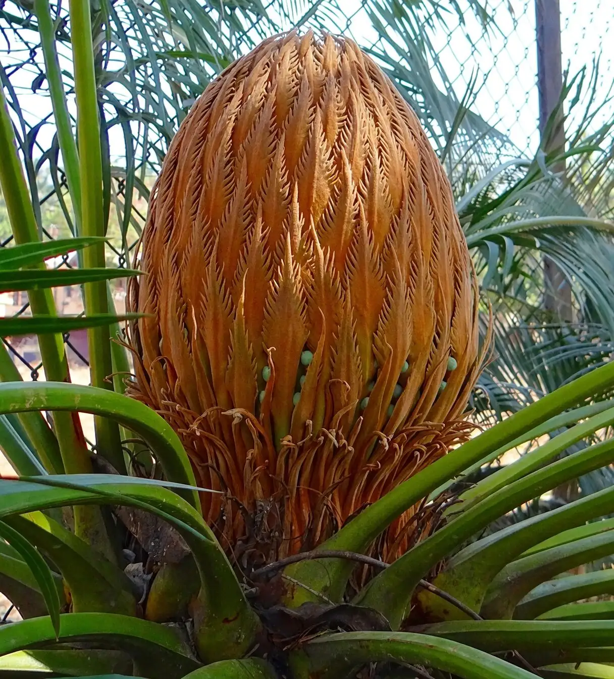 sago palm Ryukyu rocky coast