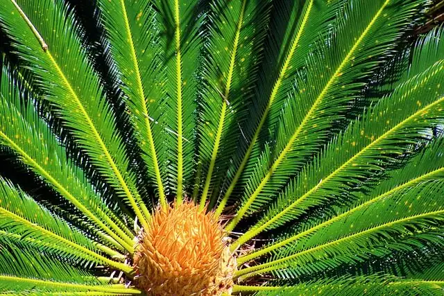 sago palm caudex close-up