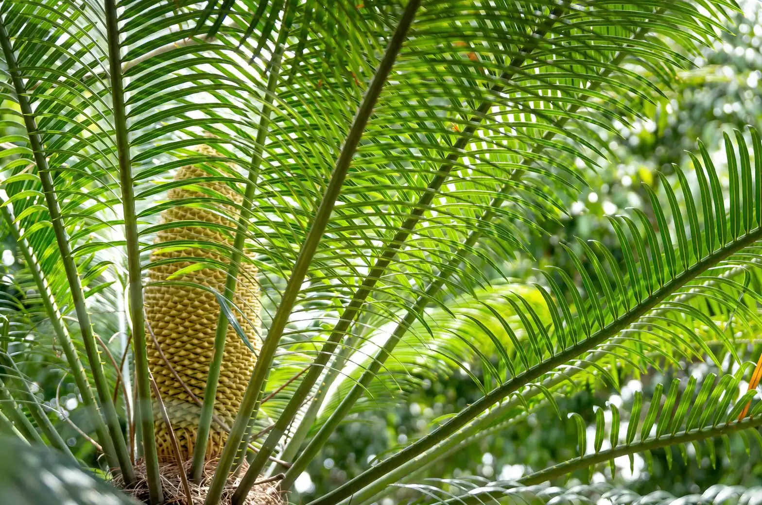 sago palm male cone close-up