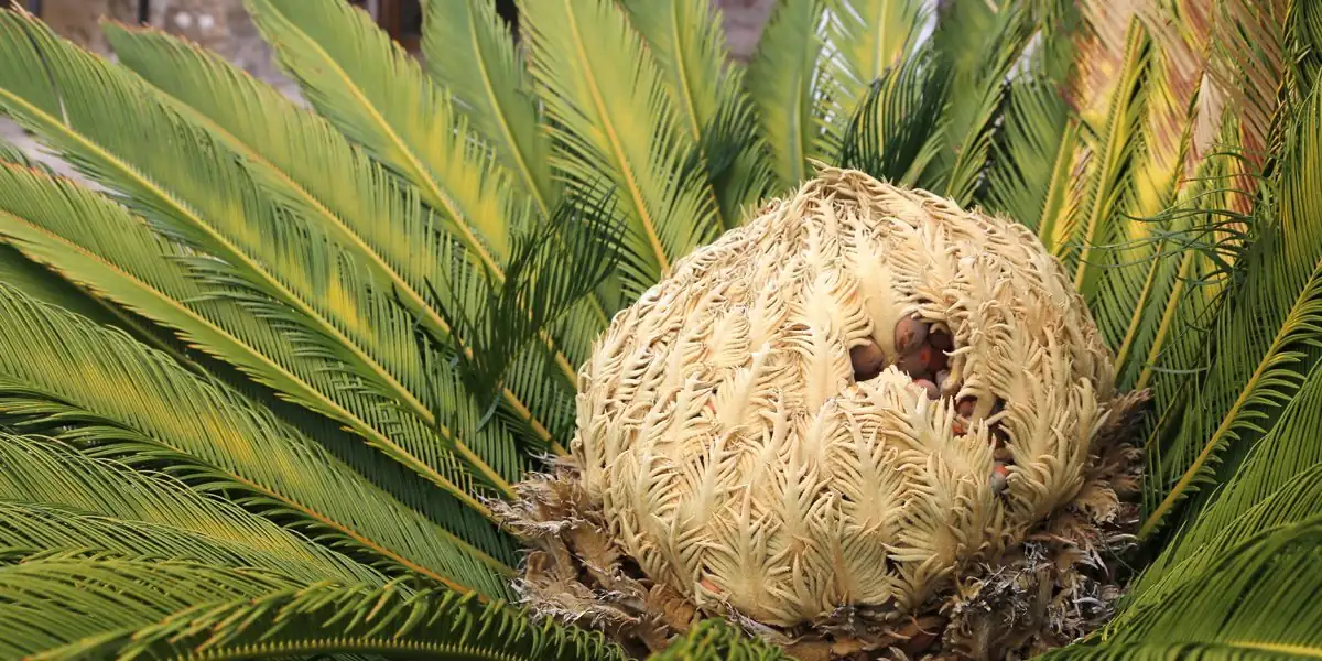 sago palm caudex close-up soil
