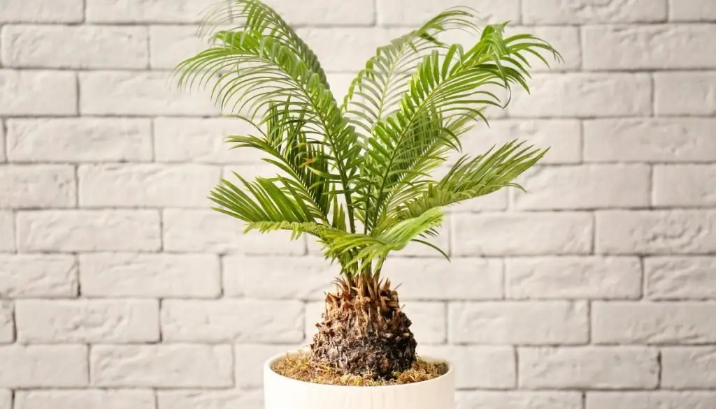 sago palm new fronds flush