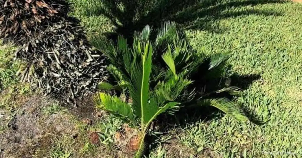 sago palm pups offset removal