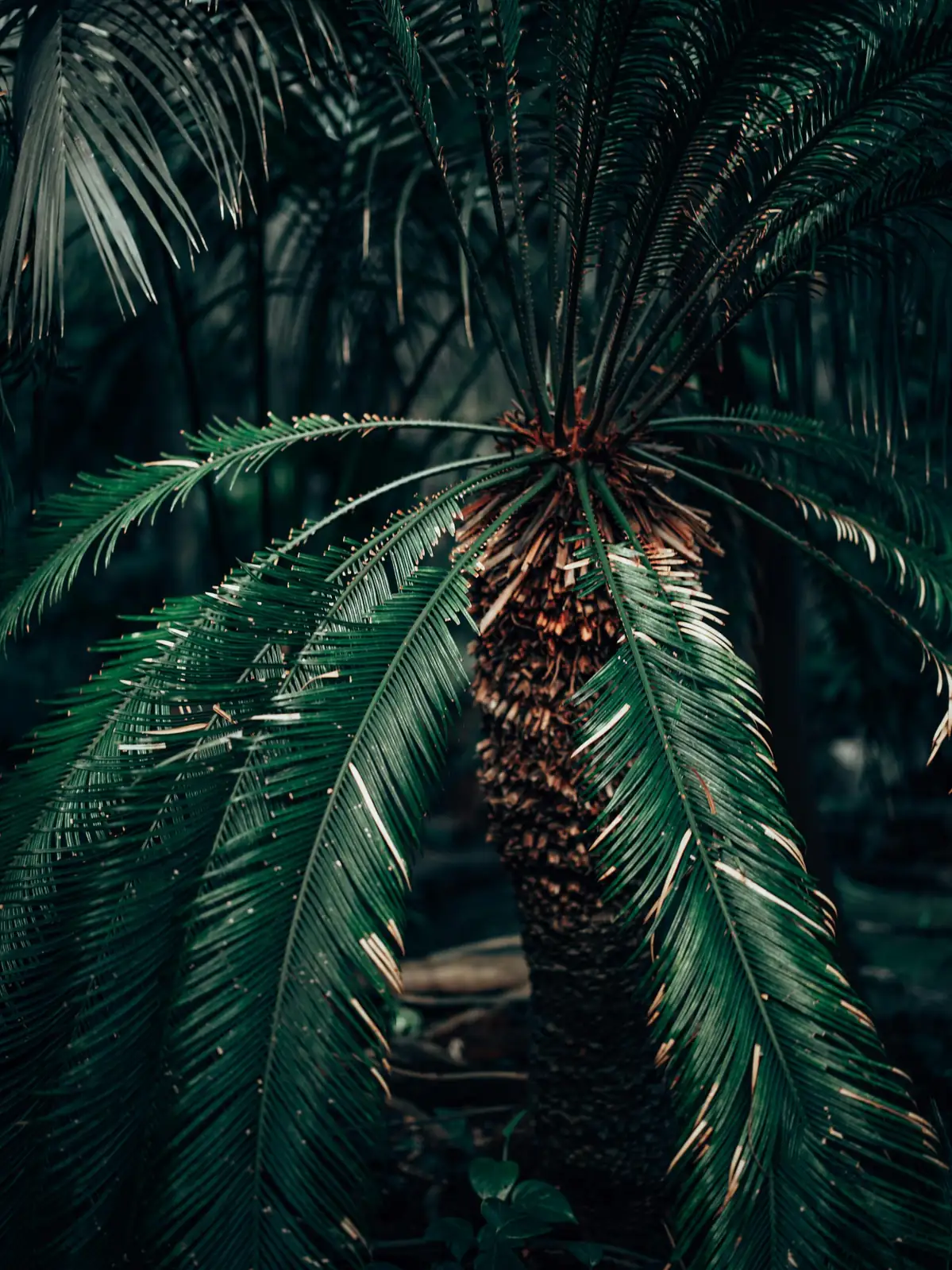 sago palm caudex close-up