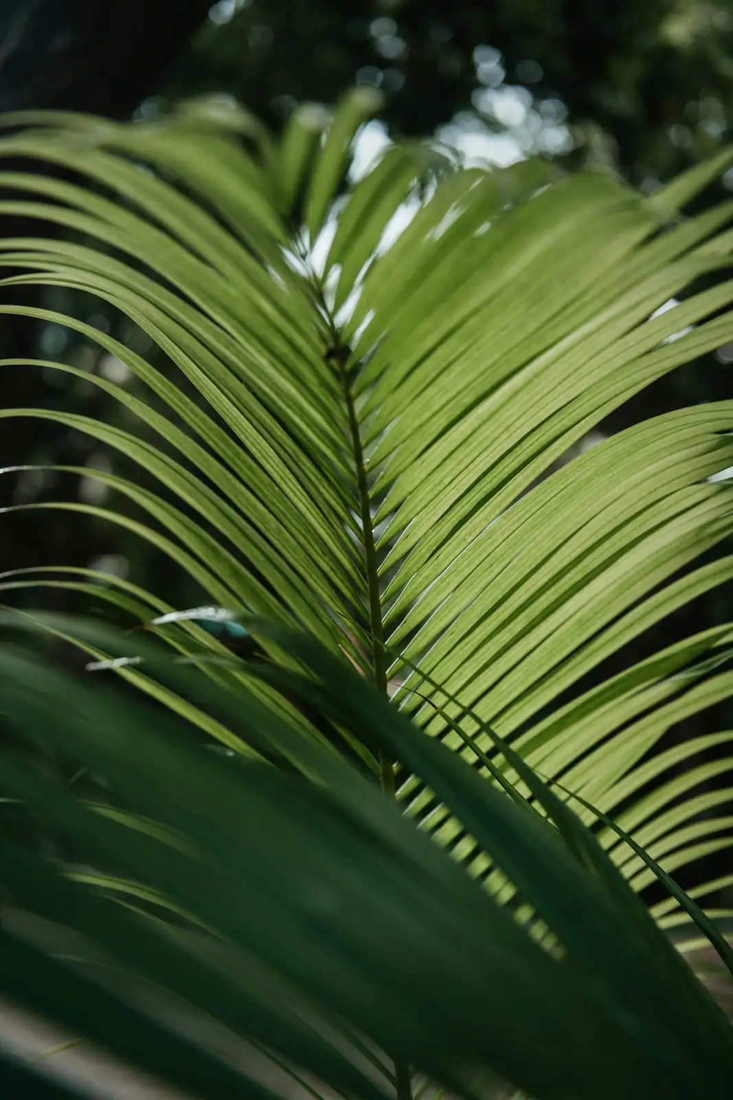 sago palm cone close-up