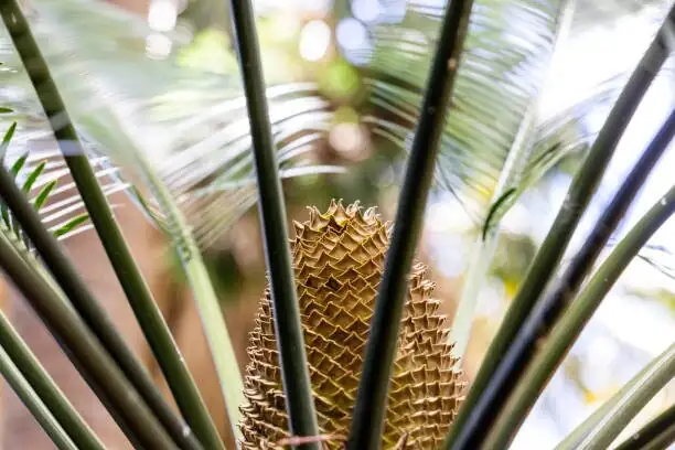 sago palm east-facing window