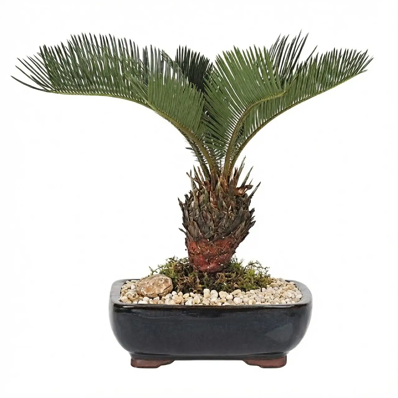 sago palm bonsai gift