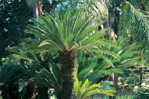 From Bald Caudex to Thriving King: A Sago Propagation Masterclass