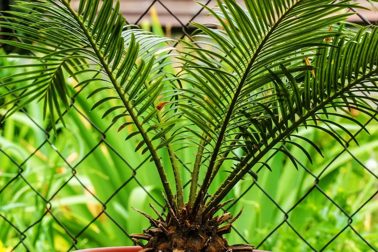 sago palm caudex slices on sand