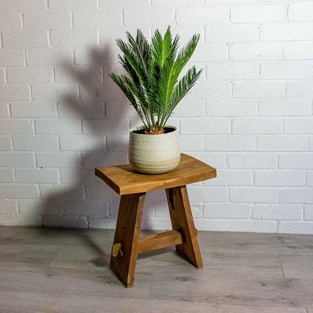 sago palm bald caudex in sand pot
