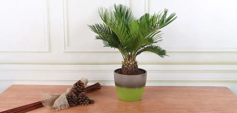 Sculptural Green, Low Drama: Styling a Sago Palm for Small Homes and Sunny Patios