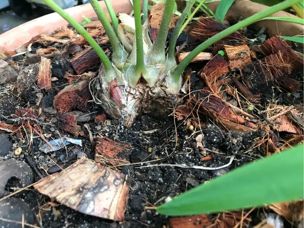 sago palm caudex shallow bowl