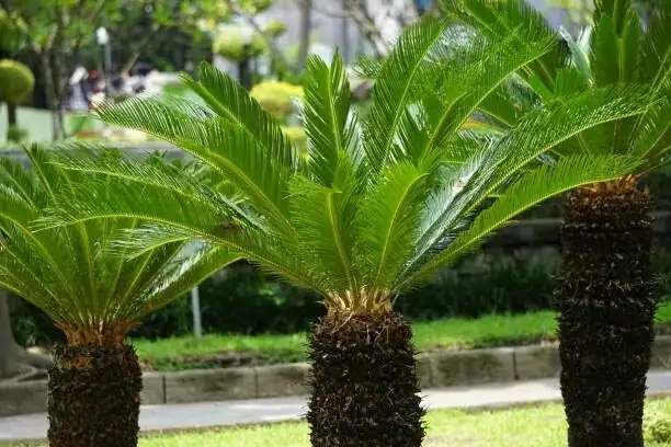 Desert Zen, Perfect Drainage: Best Companion Plants for a Showpiece Sago