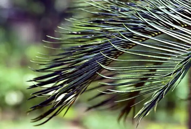 Cycas revoluta caudex fronds close-up