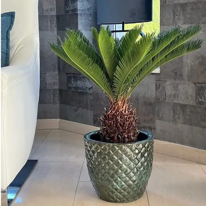 Cycas revoluta indoor container window