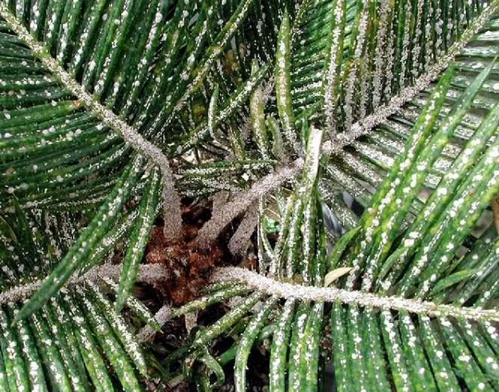 Cycas revoluta scale insect removal