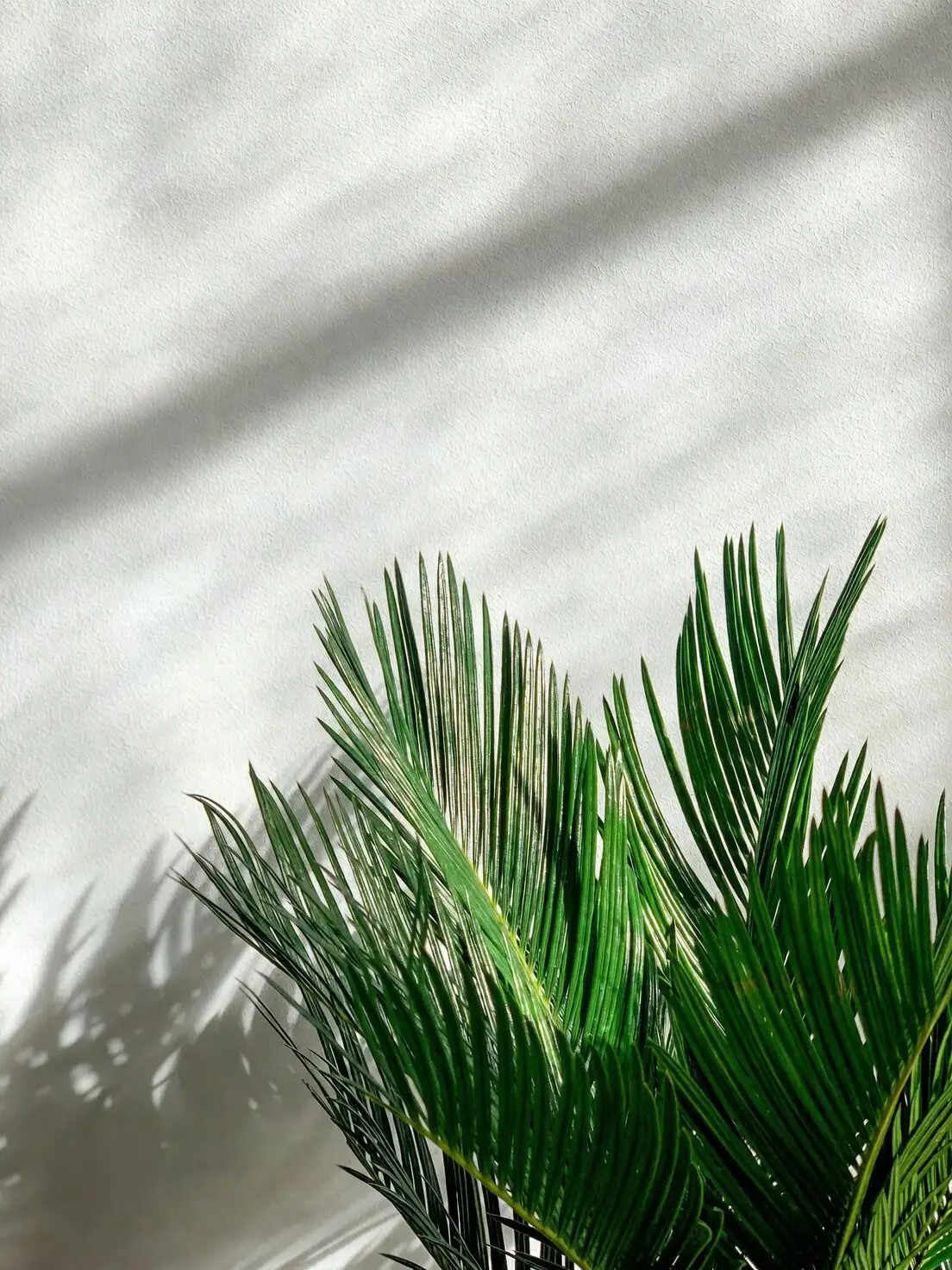 sago palm seeds close-up