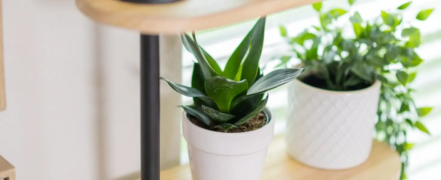 sago palm high shelf window