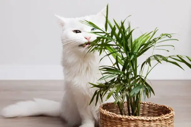 parlor palm living room cat