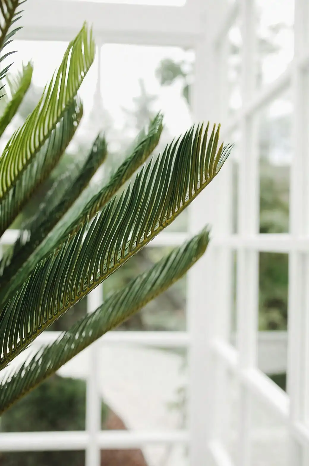 Your 12‑Month Sago Checklist: Exactly What to Do Every Season