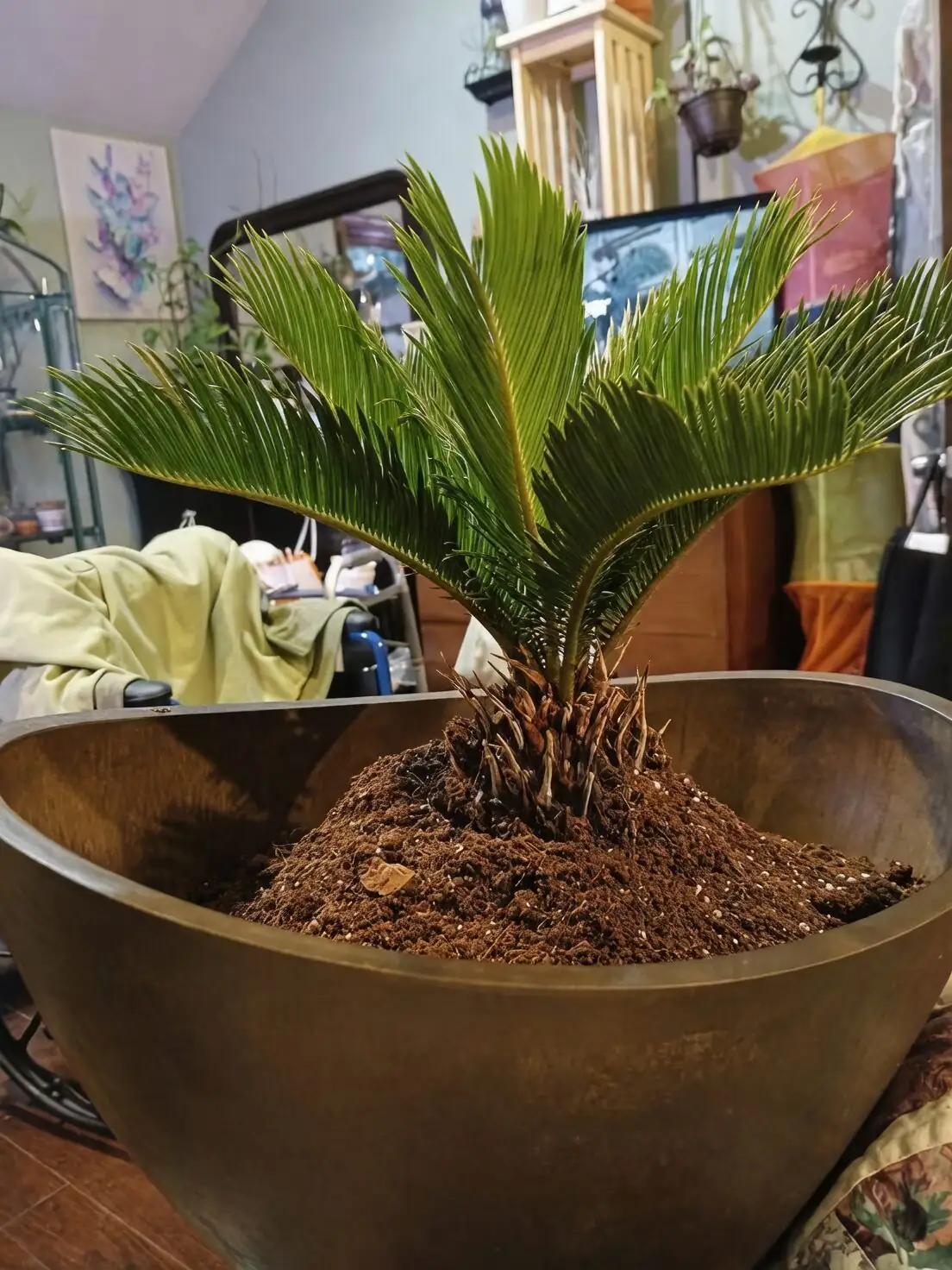 sago palm repotting shallow pot