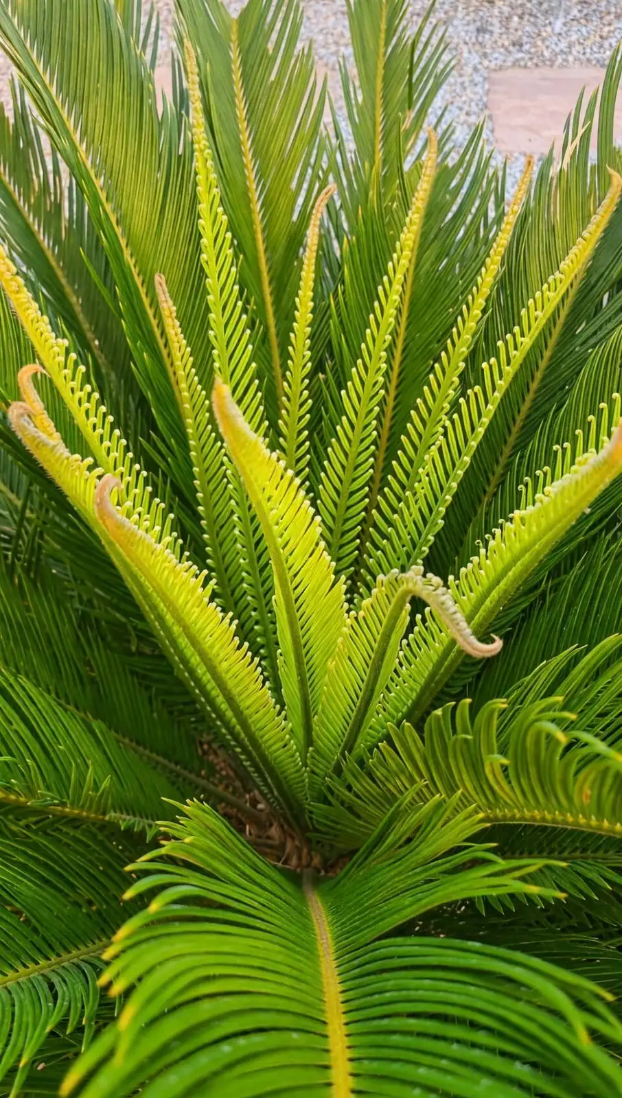 sago palm new frond flush
