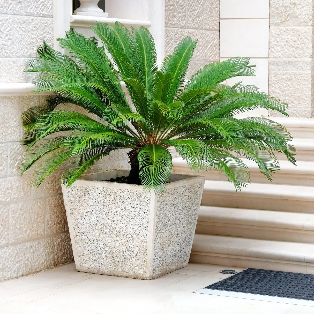 sago palm container patio partial shade