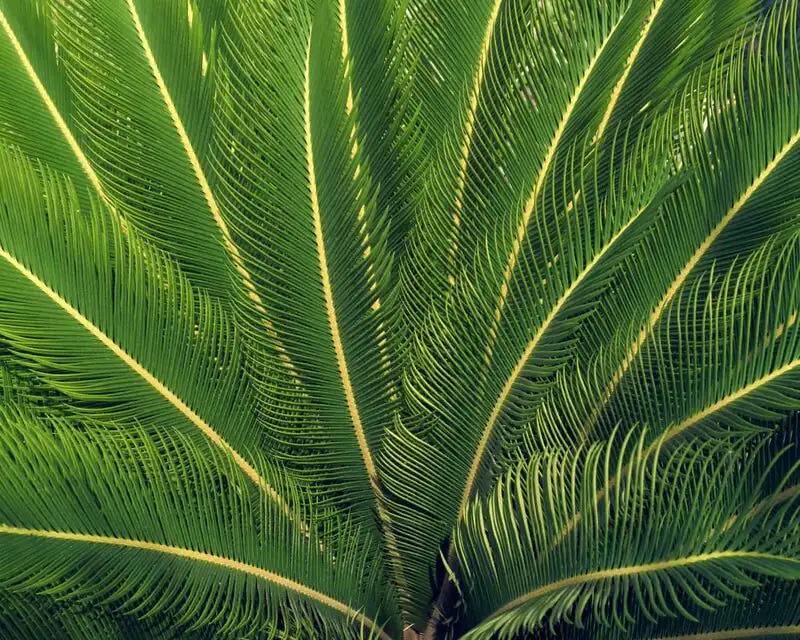sago palm new flush fronds