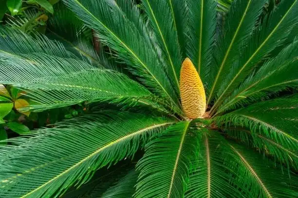 Dioecious Drama: Meet the Male and Female Sago Cones (and Try Hand‑Pollination!)