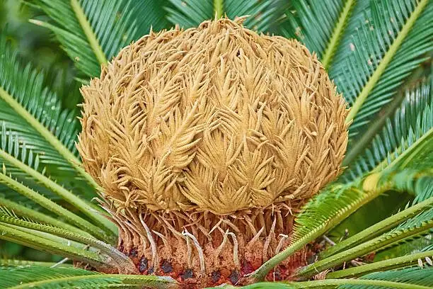 sago palm female cone close up