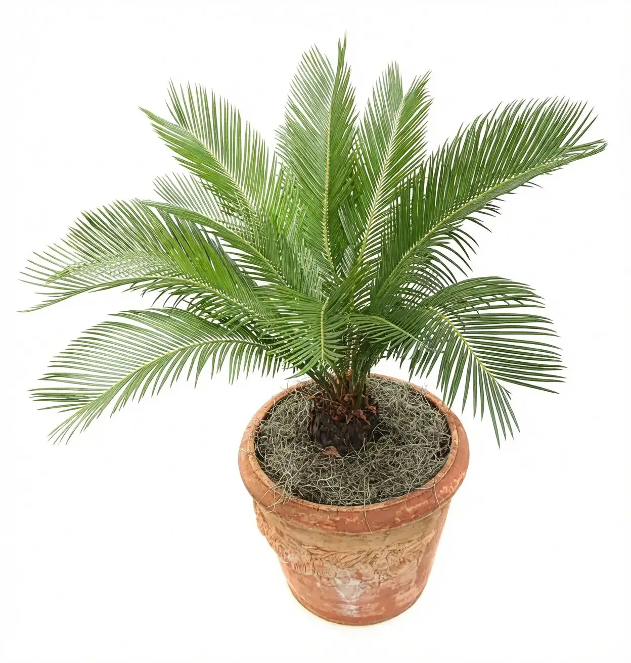 sago palm hand pollination shaking