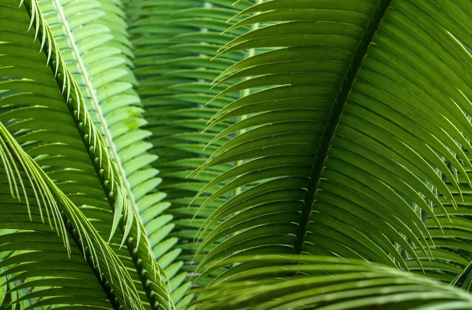 cycas revoluta new fronds indoor