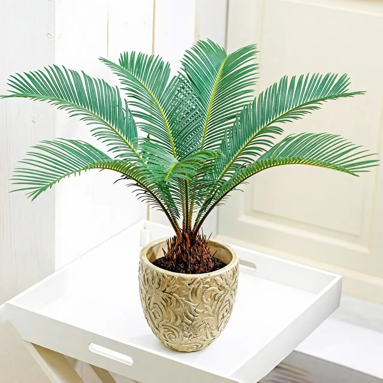 cycas revoluta gift potted plant