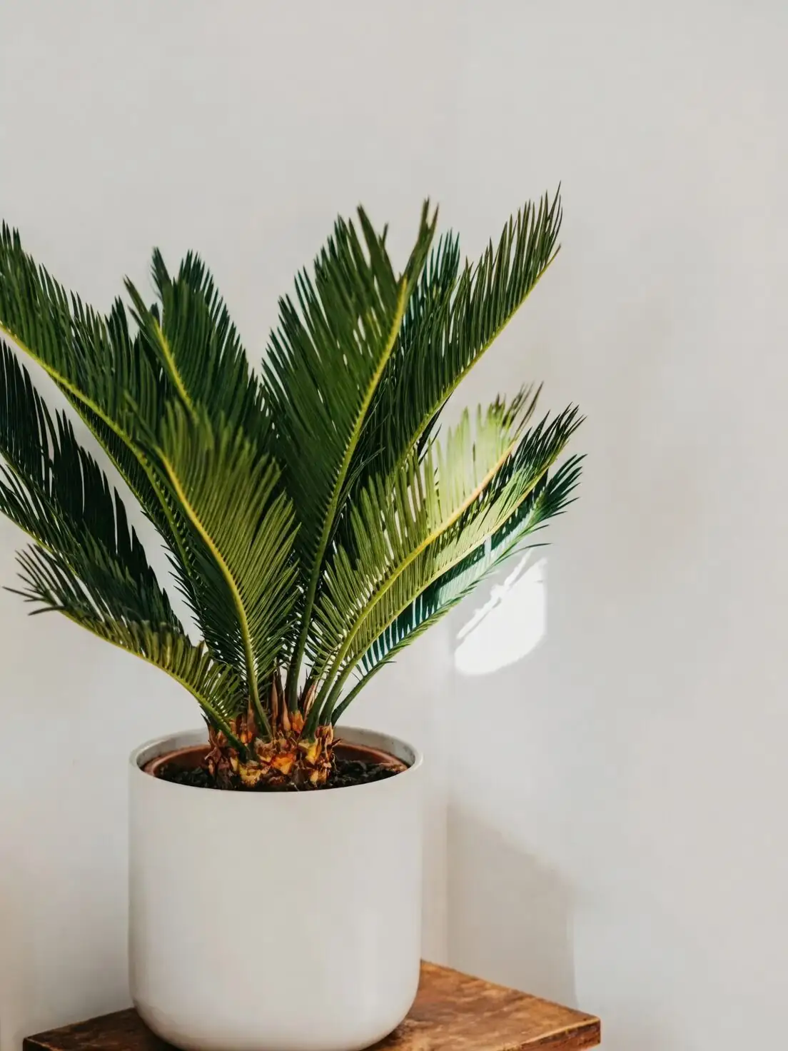 sago palm raised pot feet