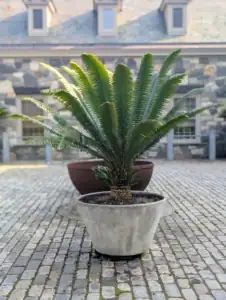 sago palm watering pot edge