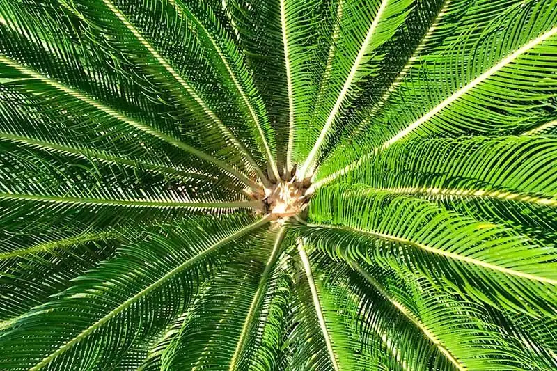 sago palm crown rot close up