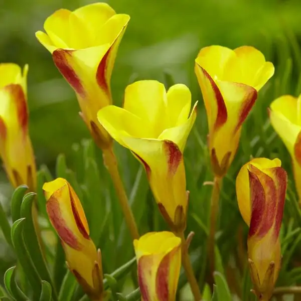 cape shamrock bulbs planting pot