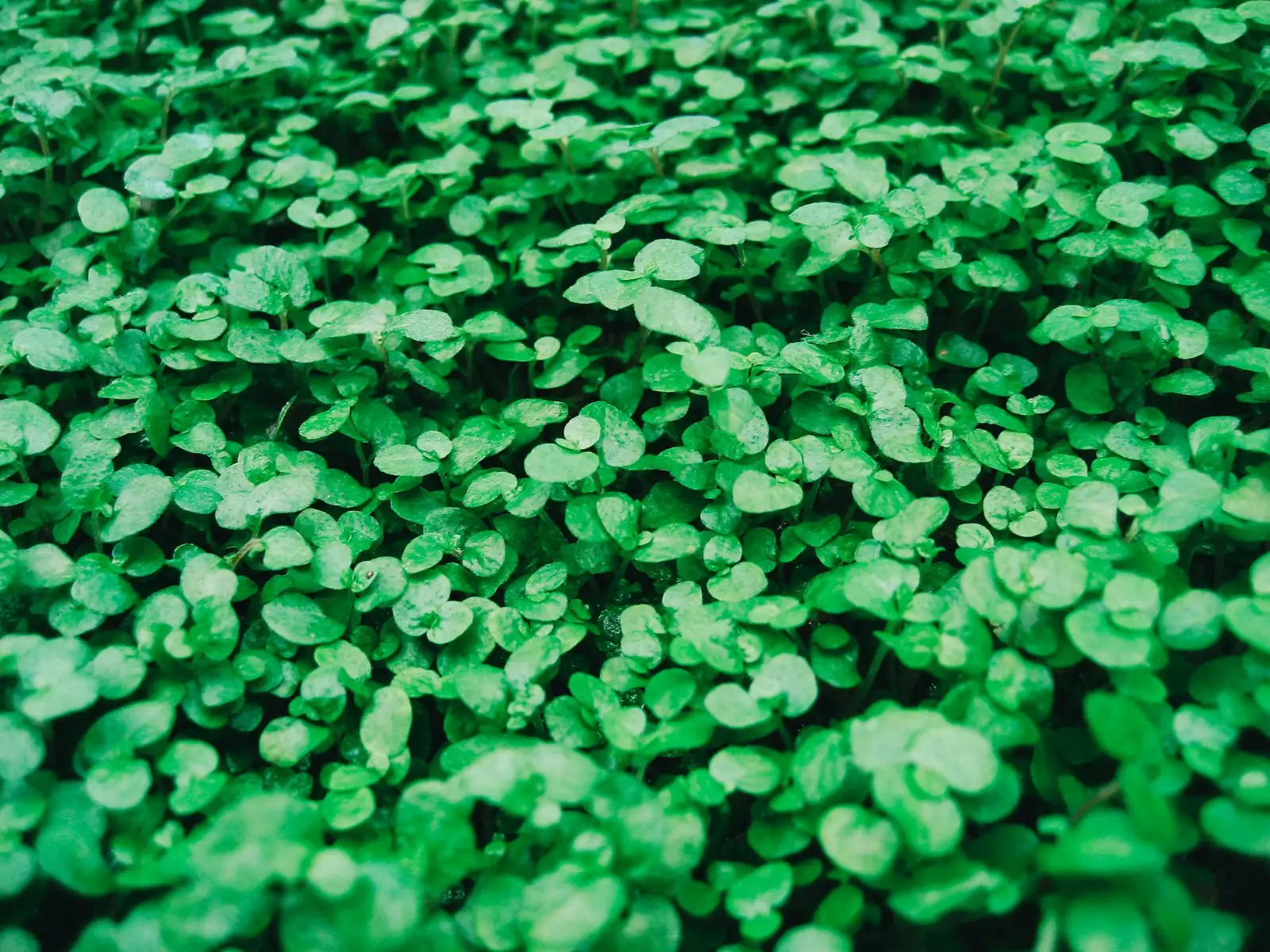 cape shamrock pot in shade