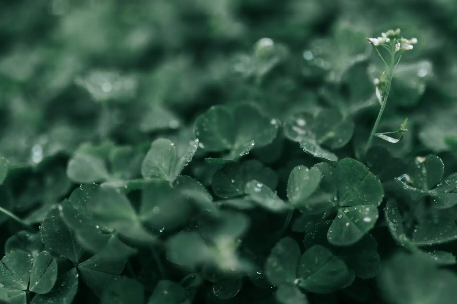 Cape shamrock gray mold petals