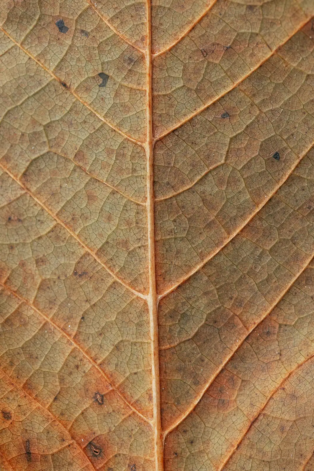 Cape shamrock leaf spot close-up