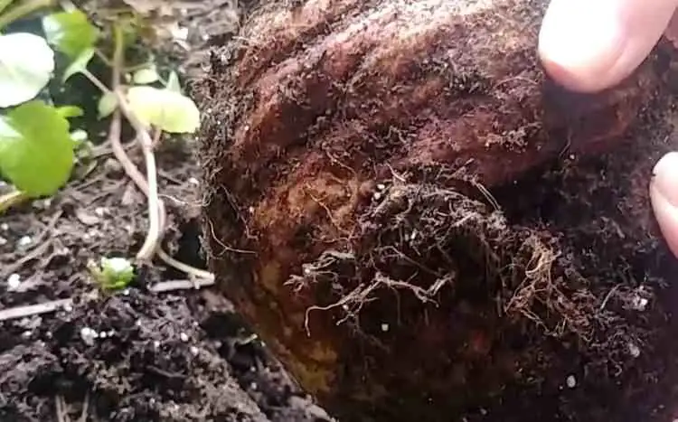 Cape shamrock bulbs root rot