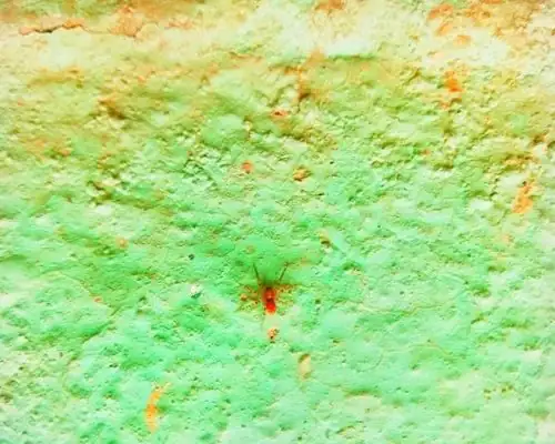 Cape shamrock spider mites webbing