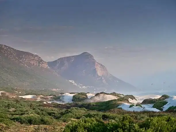cape shamrock South Africa habitat