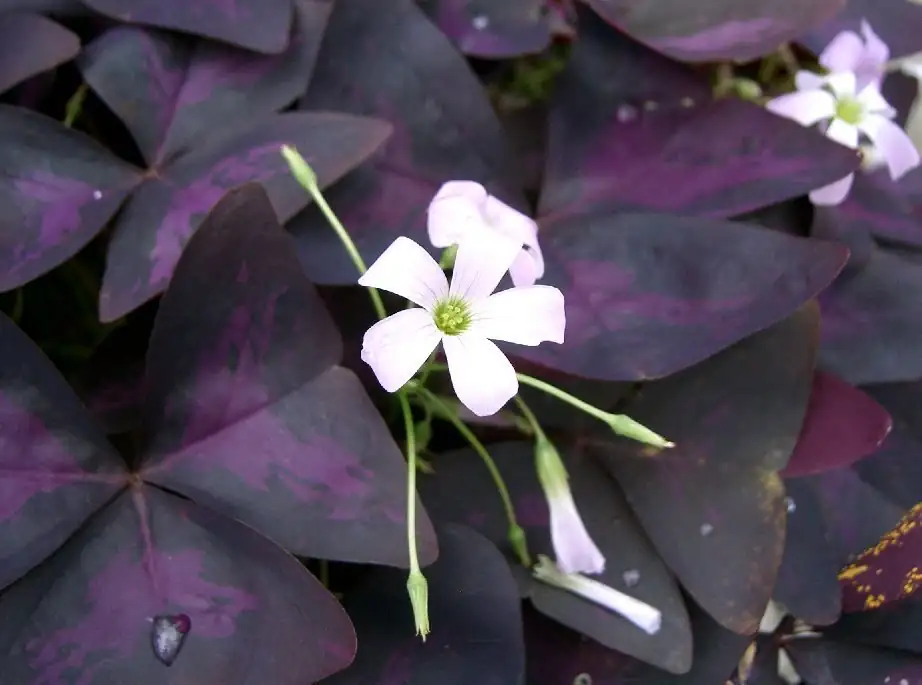 cape shamrock bulbs close up eyes