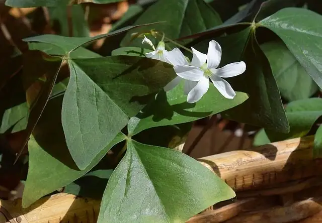 Do Shamrocks Sleep? 9 Quirks of Bermuda Buttercup You’ll Notice in a Week