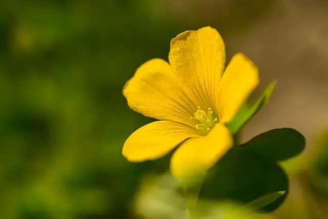 oxalis leaves folding at night